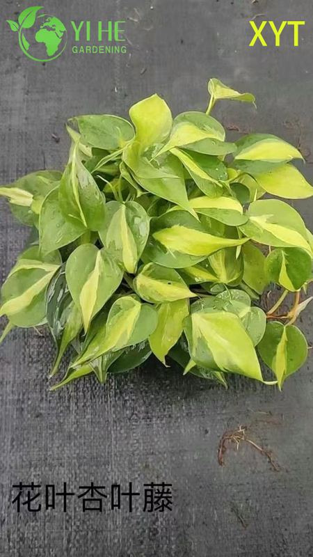 الجملة Syngonium Podophyllum النباتات بوعاء لديكور أوراق الشجر الزائدة في الأماكن المغلقة