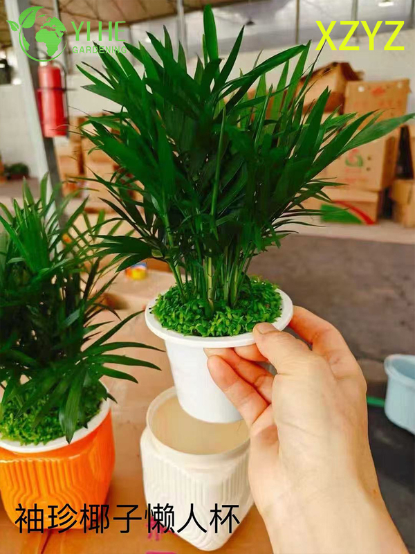 卸売Chamaedorea Elegans鉢植え屋内コンパクト熱帯観葉装飾用