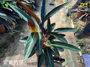 Toptan Egzotik Calathea Bitkileri - Tropikal Yeşillik Ev Bitkisi ve Bah&ccedil;e Dekoru