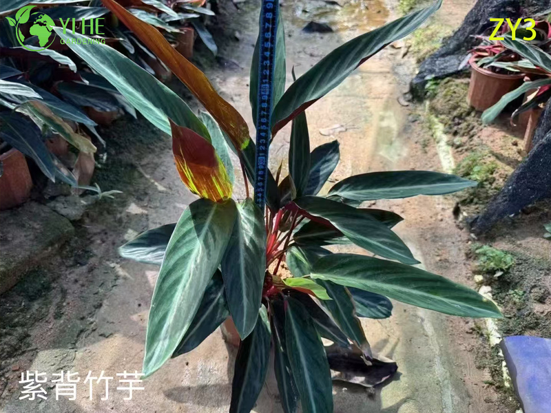 심은 하와이 야자(Pritchardia gaudichaudii), 열대 상록수 실내/실외 장식 식물