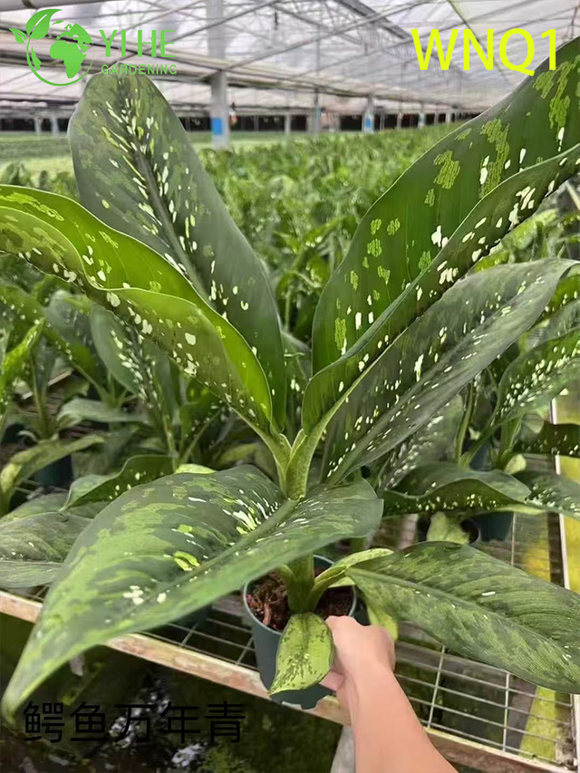 Plantes en pot Aglaonema en gros pour un d&eacute;cor purificateur d'air &agrave; feuilles persistantes d'int&eacute;rieur