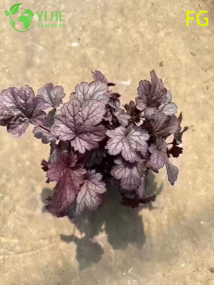 Dış Mekan G&ouml;lge Bah&ccedil;esi Renkli Yeşillik i&ccedil;in Toptan Heuchera Saksı Bitkileri