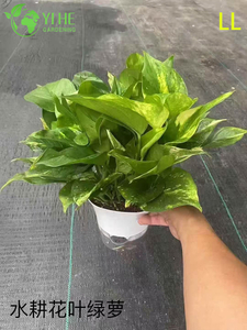 Оптовые горшечные растения Epipremnum Aureum для подвесного декора для очистки воздуха в помещении