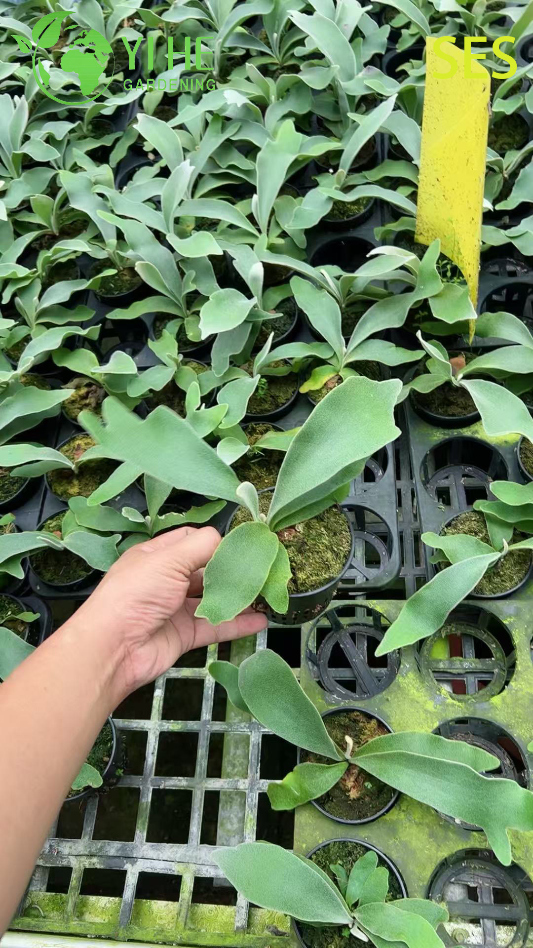 Hurtownia roślin doniczkowych Philodendron „Celsos” do dekoracji wnętrz z tropikalnymi liśćmi