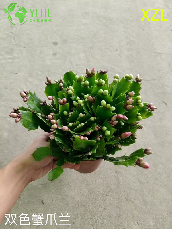 Vente en gros de plantes en pot Schlumbergera truncata pour un décor de floraison d'intérieur de vacances