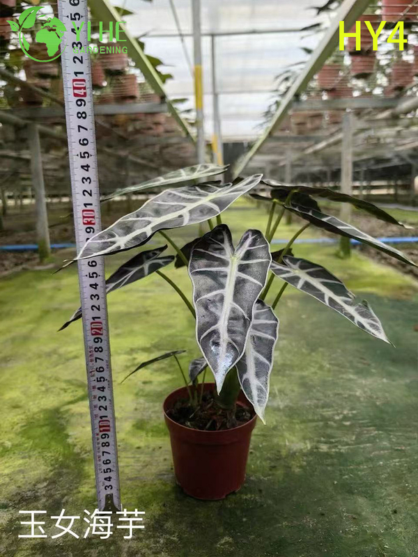 Крупногабаритные растения тропической алоказии премиум-класса на оптовый экспорт