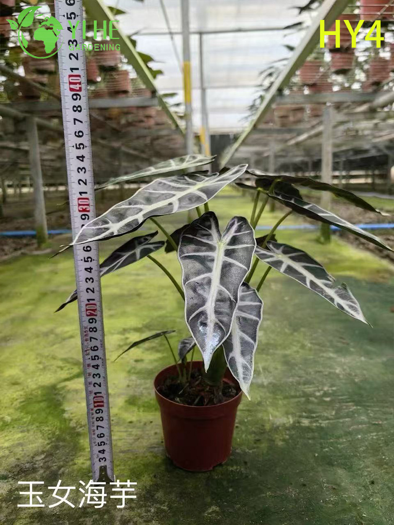 Крупногабаритные растения тропической алоказии премиум-класса на оптовый экспорт