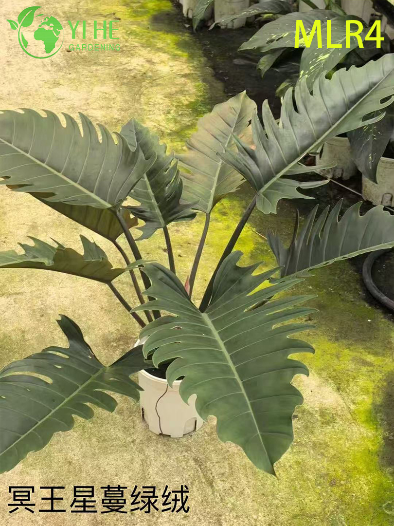 B&aacute;n bu&ocirc;n c&acirc;y Philodendron - C&acirc;y xanh trang tr&iacute; t&aacute;n l&aacute; tươi tốt trong nh&agrave;/ngo&agrave;i trời