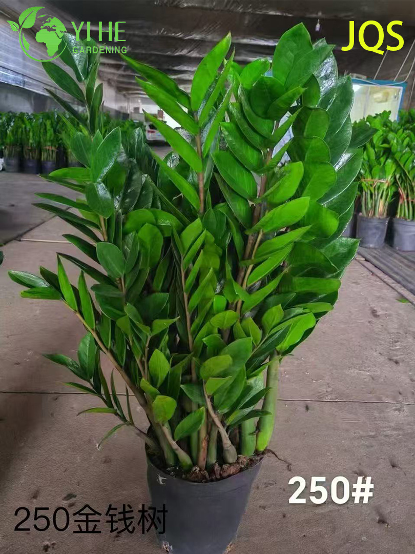 실내 유지 관리가 적은 장식을 위한 도매 Zamioculcas Zamiifolia 화분