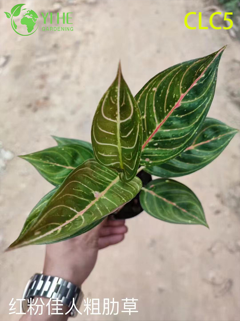 Hurtownia roślin Aglaonema - dekoracyjne liście do wnętrz z żywymi liśćmi do domu i biura