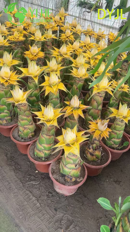 B&aacute;n bu&ocirc;n c&acirc;y trồng trong chậu Musella Lasiocarpa để trang tr&iacute; s&acirc;n vườn nhiệt đới ngo&agrave;i trời