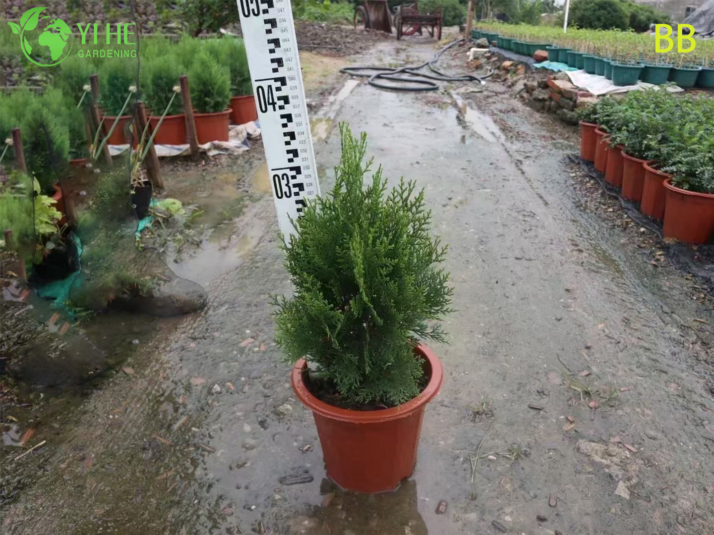 Comercio al por mayor de hoja perenne ornamental Cipr&eacute;s Hinoki para jardines al aire libre Bonsai