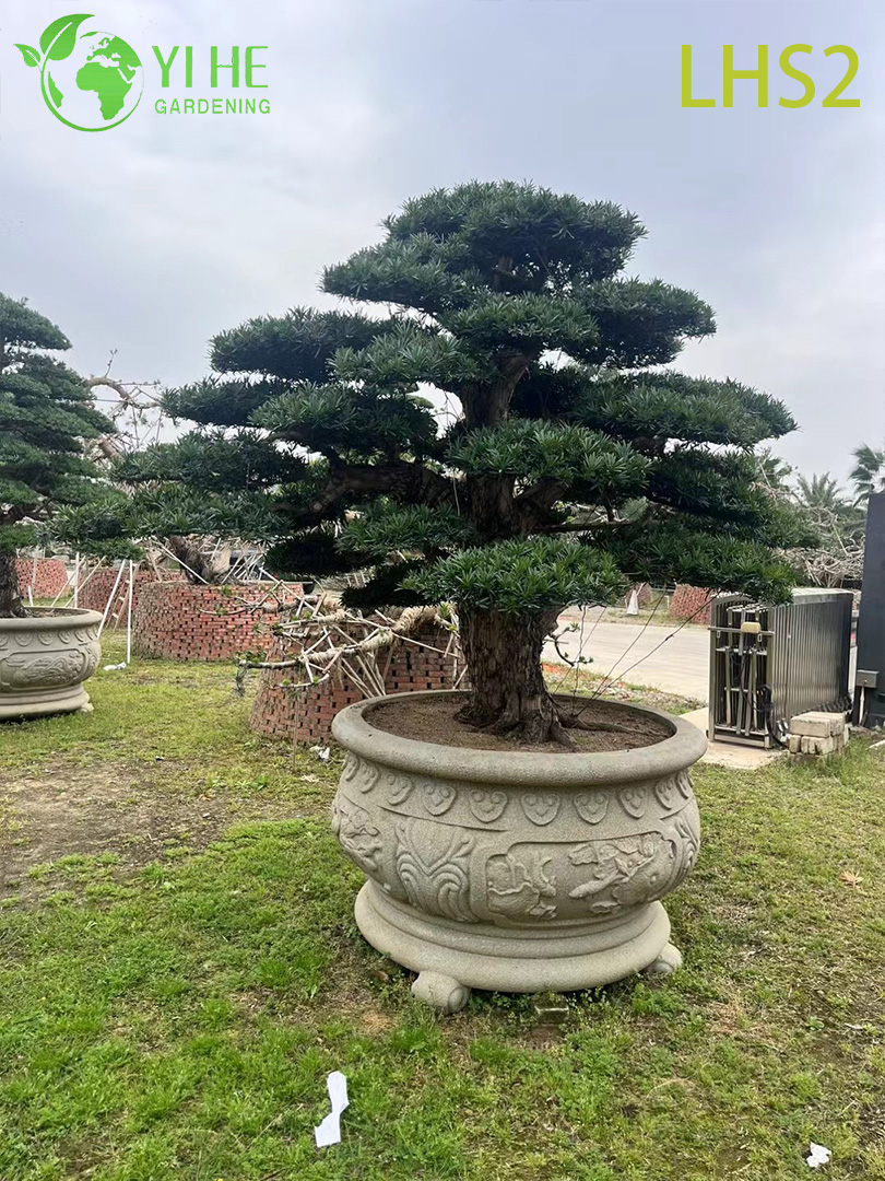 Artistiek gevormde Podocarpus Bonsai voor tuindisplay