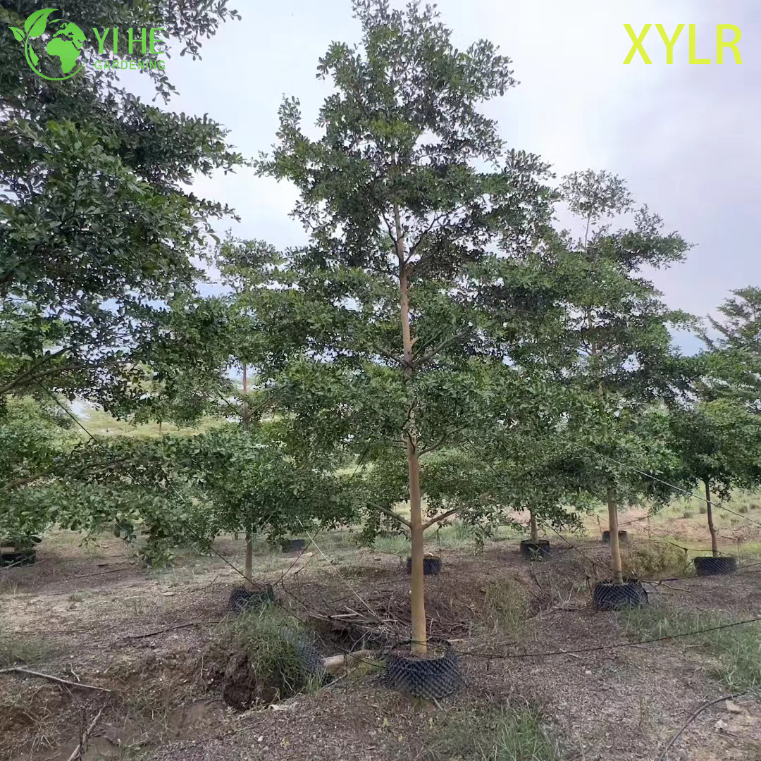 C&acirc;y trang tr&iacute; kim tự th&aacute;p Terminalia mantaly