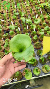 Оптовая продажа горшечных растений Алисы для украшения внутреннего и наружного сада