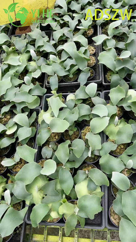 Горшечные растения Andes Java оптом для внутреннего и наружного ландшафтного дизайна и украшения