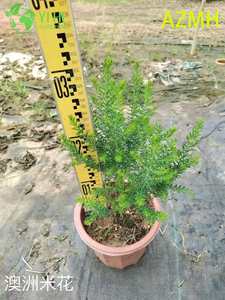 इनडोर आउटडोर सजावट और गुलदस्ते के लिए थोक ऑस्ट्रेलियाई चावल के फूल वाले पौधे