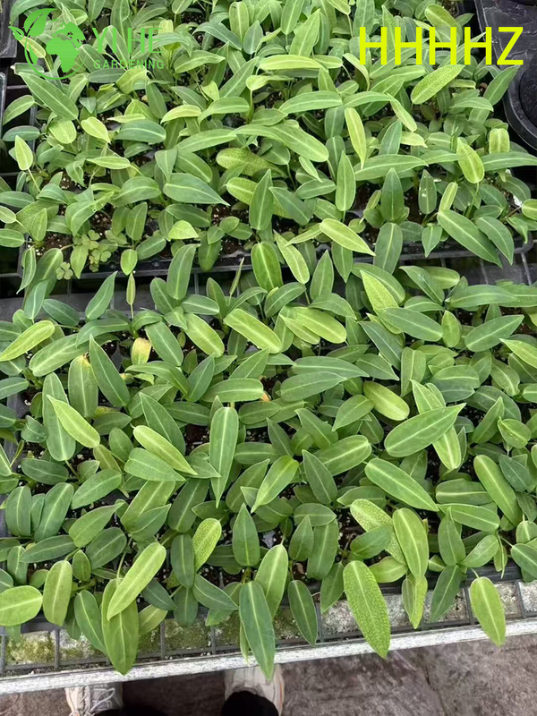 Gro&szlig;handel Export Flamingo Queen Anthurium S&auml;mlinge | Tropische Zierlaubs&auml;mlinge