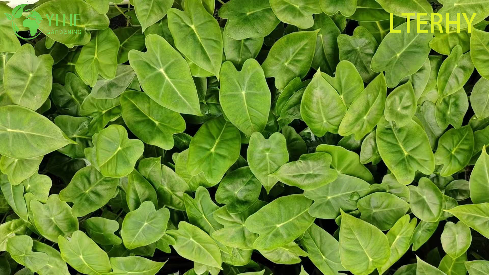 Gro&szlig;handel Export Green Velvet Alocasia S&auml;mlinge | Tropische Zierlaubs&auml;mlinge