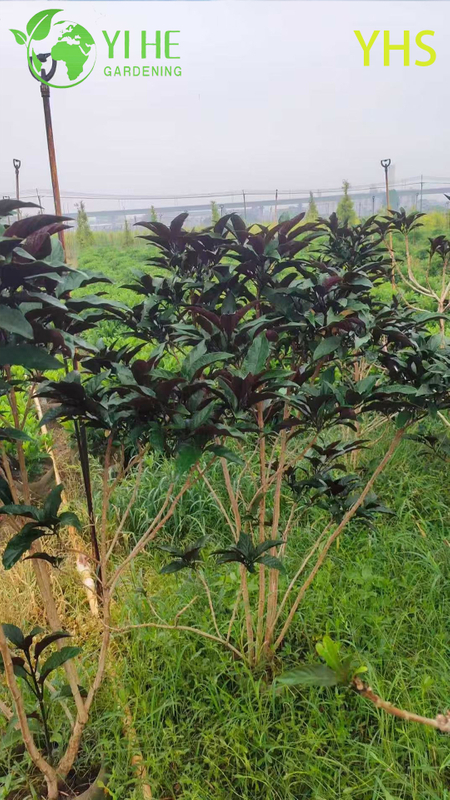 &Aacute;rvore de fogos de artif&iacute;cio flor ornamental planta de jardim tropical Clerodendrum Quadriloculare