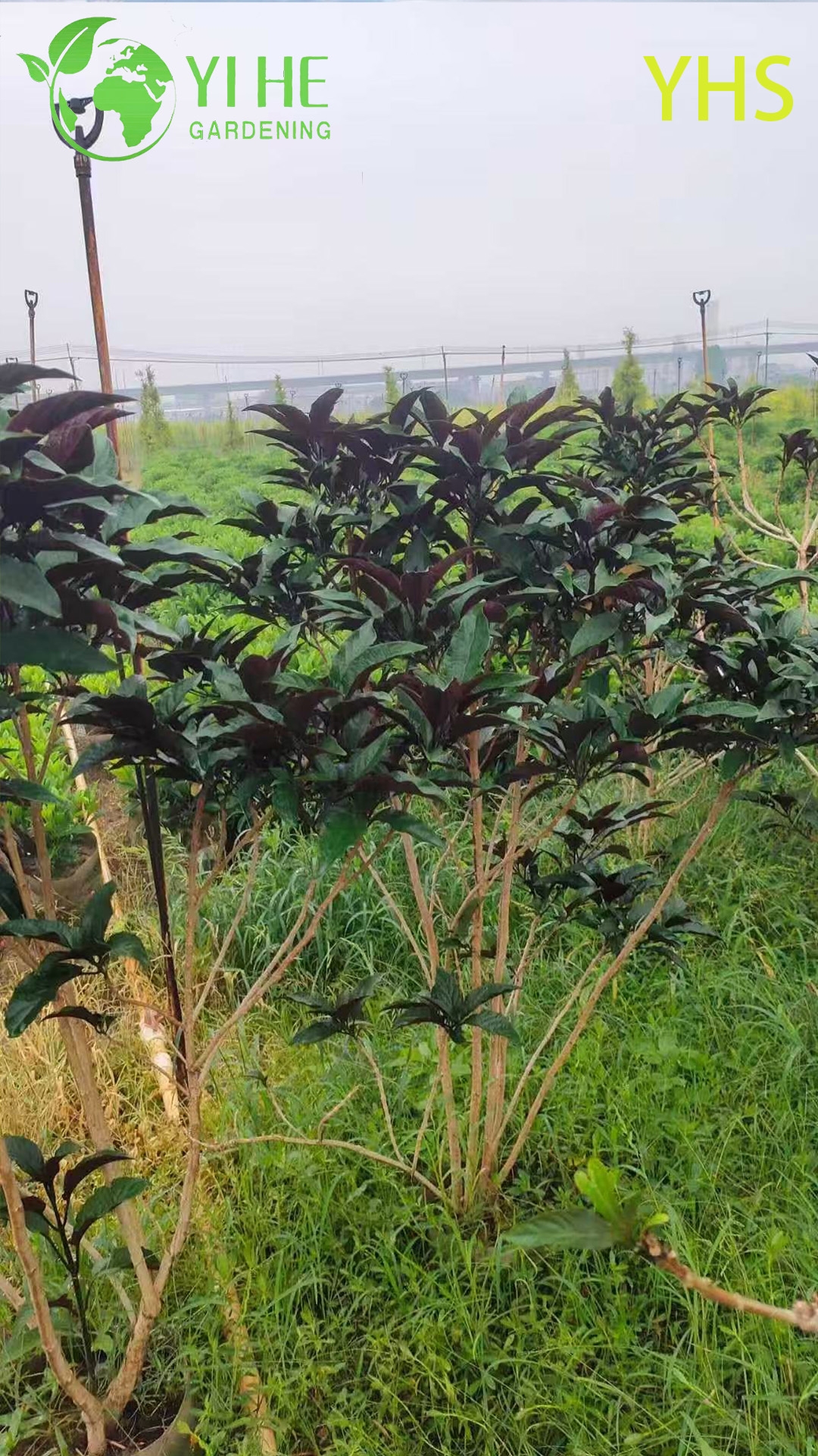 &Aacute;rvore de fogos de artif&iacute;cio flor ornamental planta de jardim tropical Clerodendrum Quadriloculare