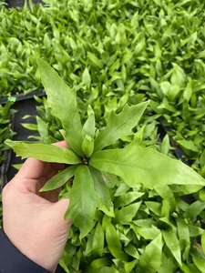 Asplenium nidus Crospy 'Dakila' S&auml;mling