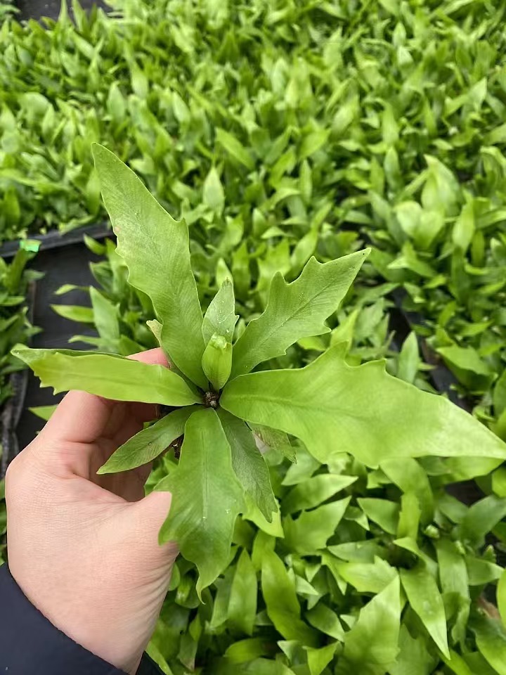 Pl&aacute;ntula de Asplenium nidus Crospy 'Dakila'