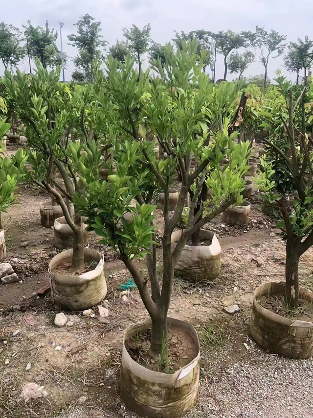  ብርቱካንማ ዛፎች Citrus sinensis
