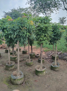 Litchi chinensis Sonn.