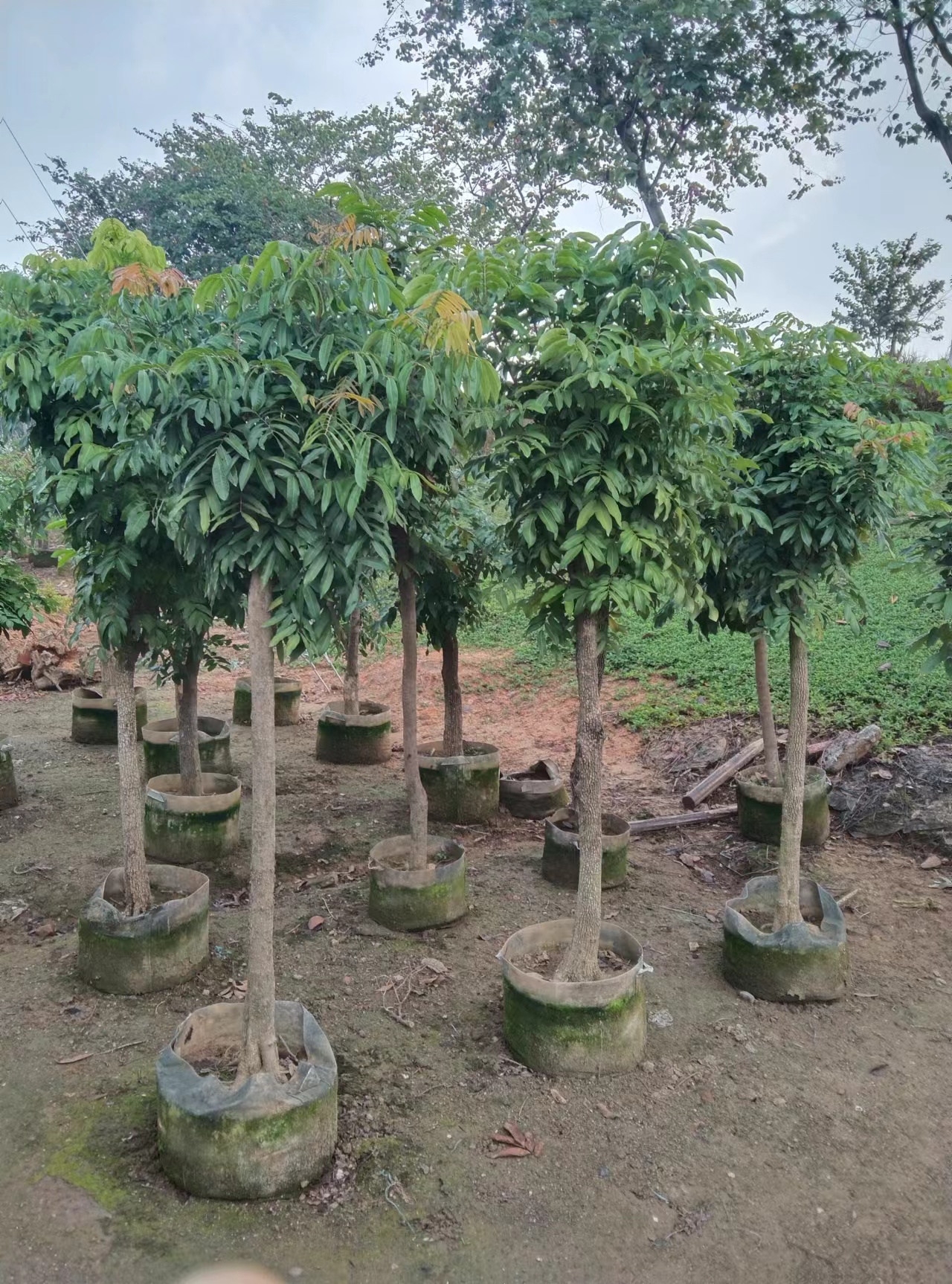 Litchi chinensis Sonn.