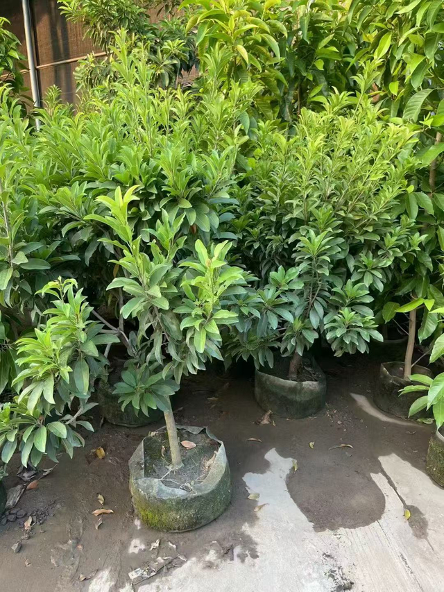ຕົ້ນໄມ້ Sapodilla, Manilkara zapota (ລິນ.) 