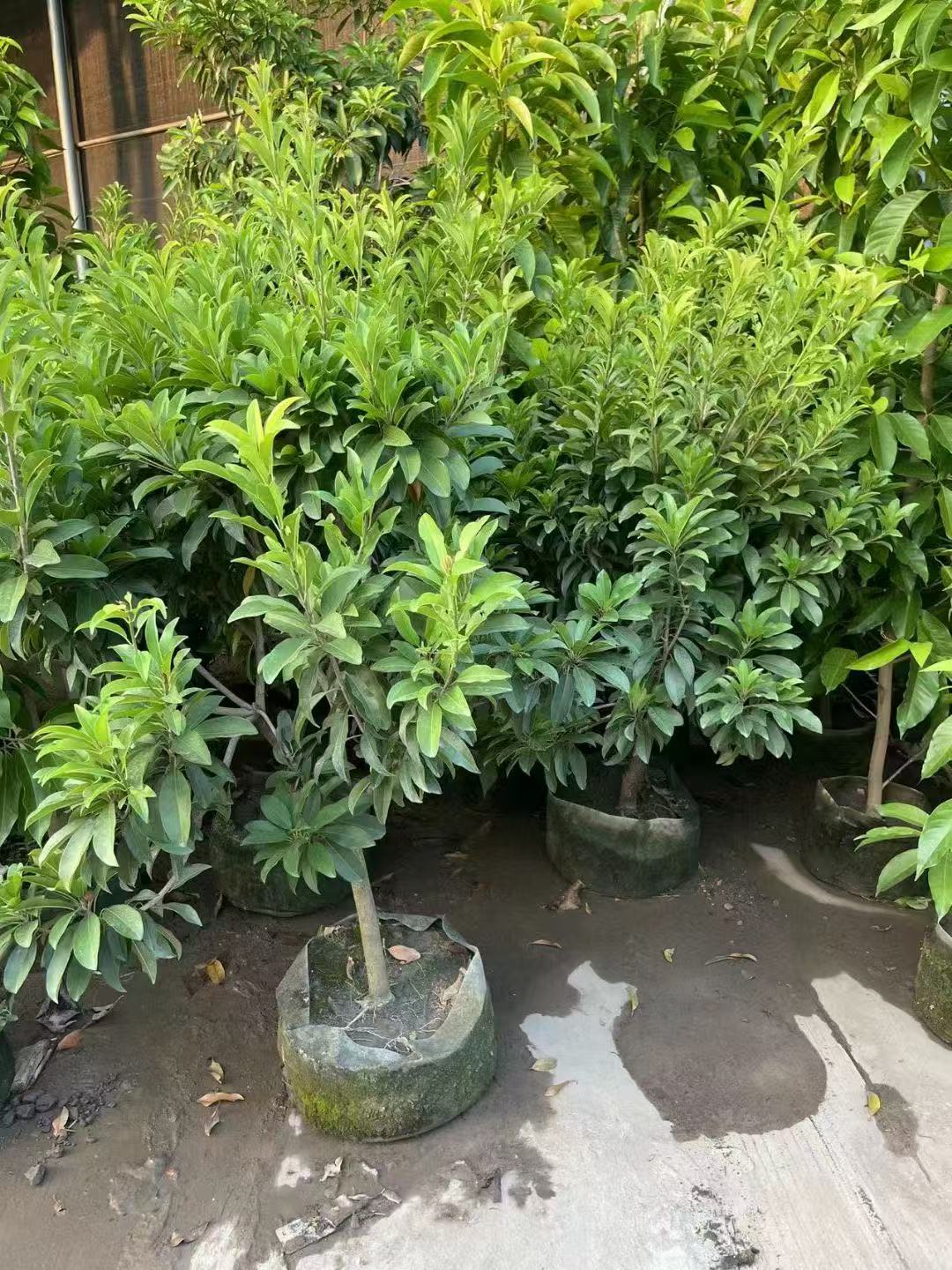 Sapodillab&auml;ume, Manilkara zapota (Linn.) 