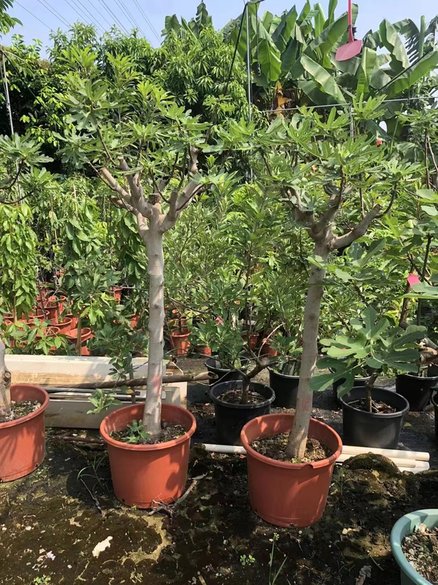 የበለስ ዛፎች, Ficus carica Linn.