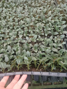 Philodendron Cardinal Noir