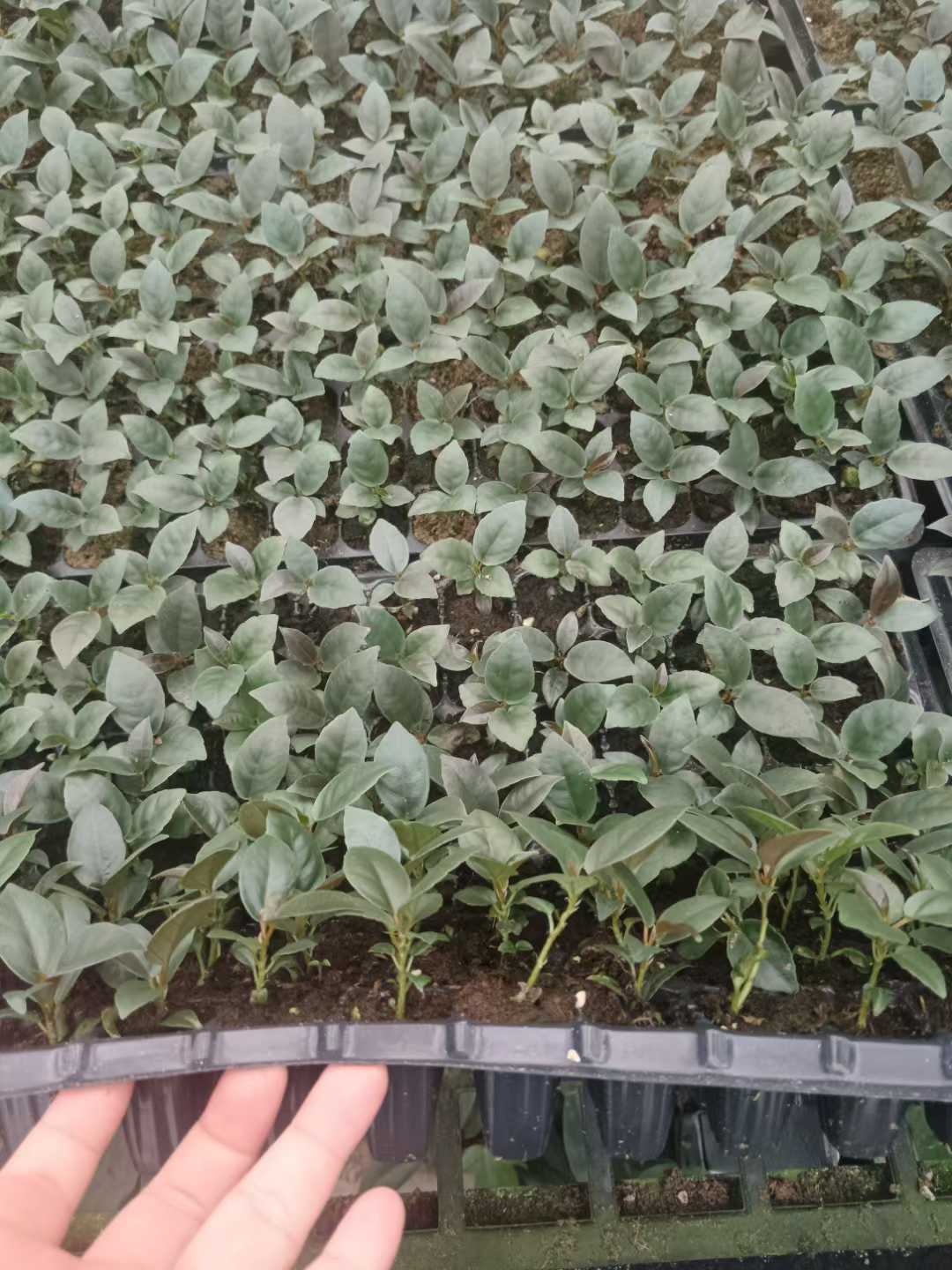 Philodendron Black Cardinal