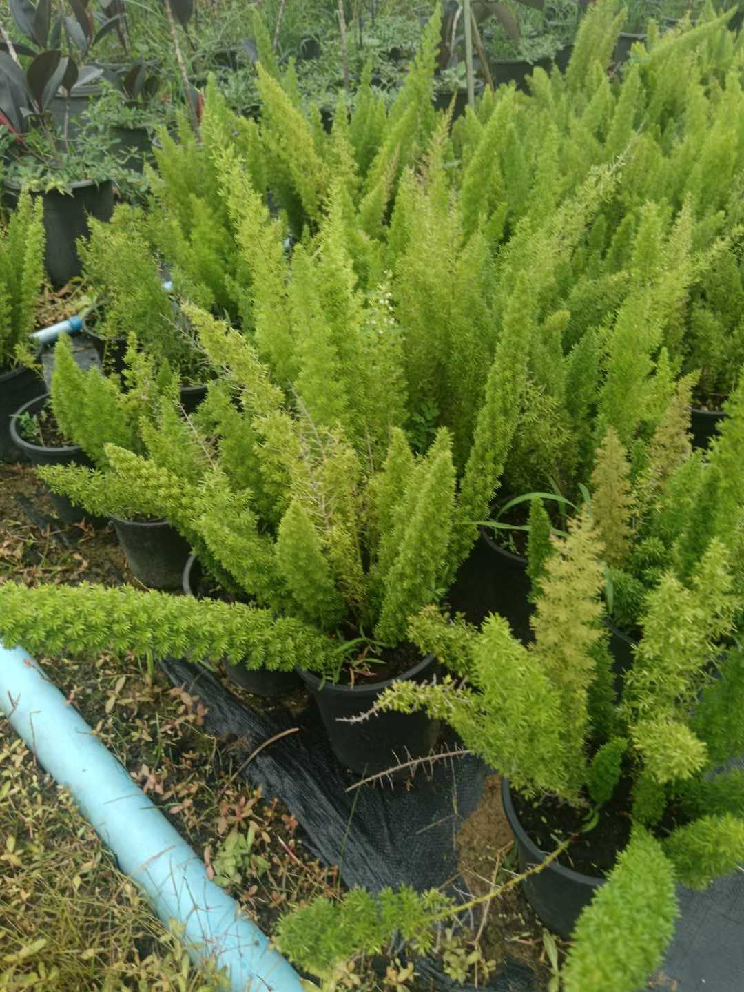 Spargel Densiflorus 'Myers'