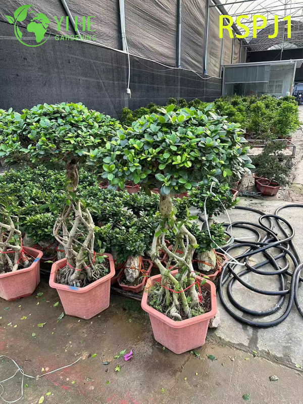 ລຳຕົ້ນໄມ້ແສ້ໜາສູງ ຕົ້ນໄມ້ Ficus ທີ່ເປັນຕົ້ນໄມ້ທີ່ມີຊີວິດຊີວາໃນລົ່ມ Bonsai