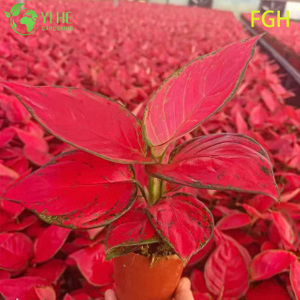 Aglaonema Sunshine Red Planta viva china de hoja perenne para pl&aacute;ntulas de interior