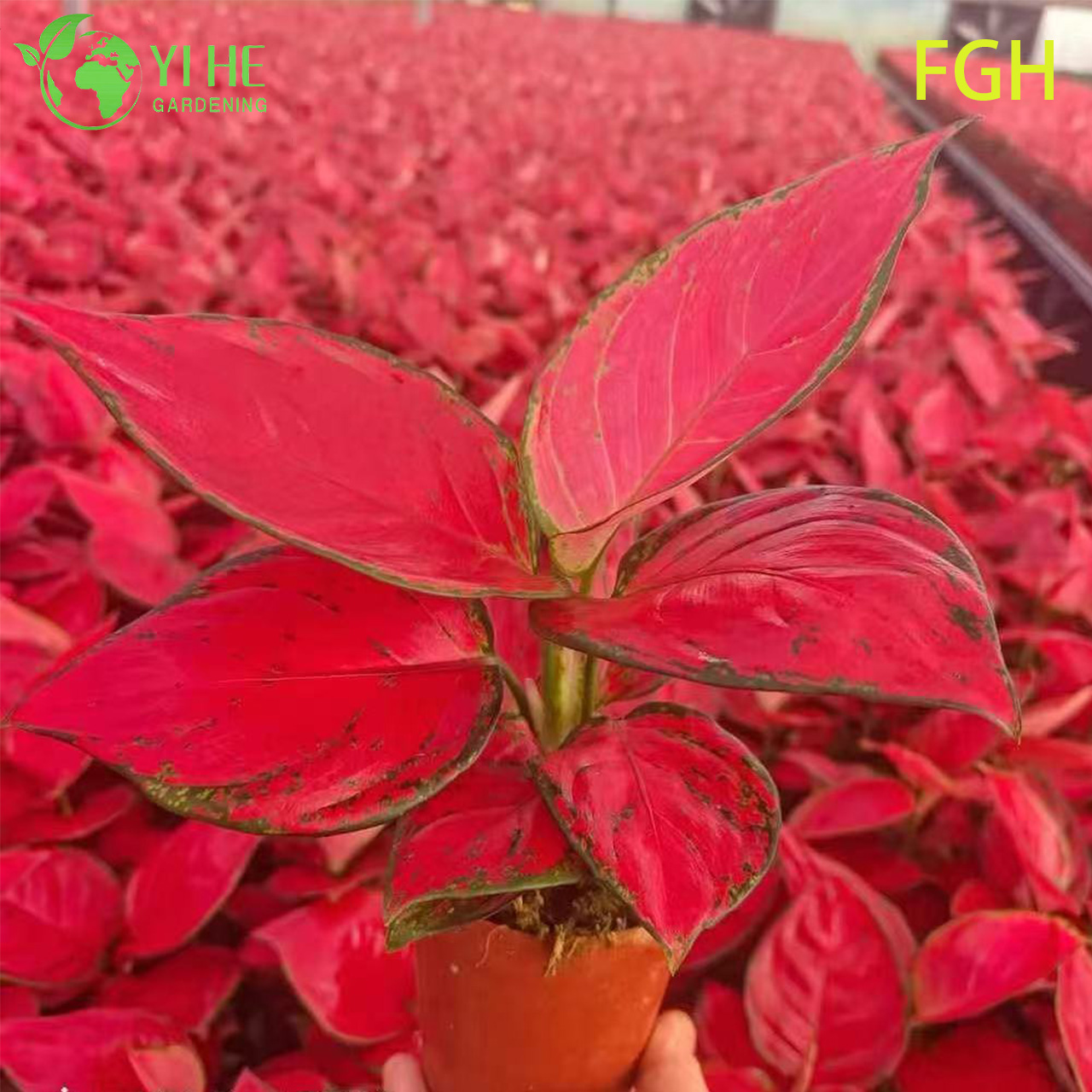 Aglaonema Sunshine Red C&acirc;y thường xanh Trung Quốc d&agrave;nh cho c&acirc;y con trong nh&agrave;