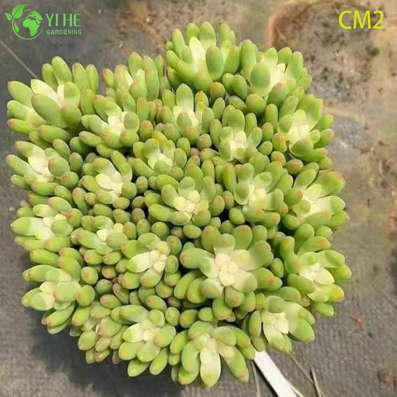 Bonsa&iuml; en grappe de plantes vivantes succulentes, gel&eacute;e de baies roses, vente en gros