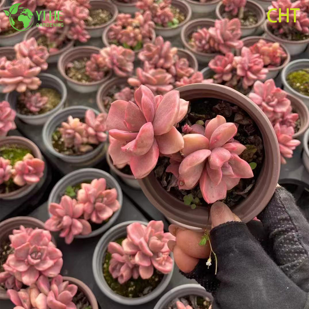 गार्डन बोनसाई के लिए थोक इंद्रधनुष कैंडी रसीला क्लस्टर लाइव प्लांट