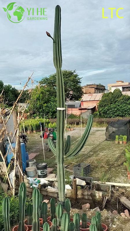 Pianta di cactus dal frutto del drago vivo, un Hylocereus Undatus fruttifero