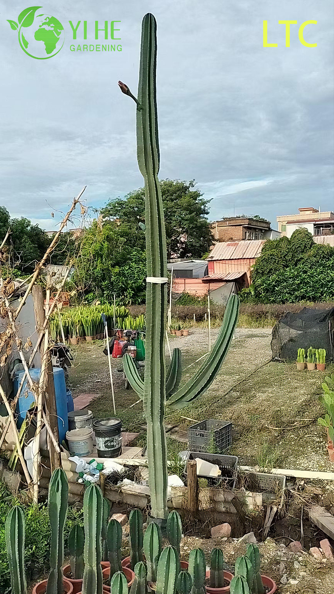 Pianta di cactus dal frutto del drago vivo, un Hylocereus Undatus fruttifero