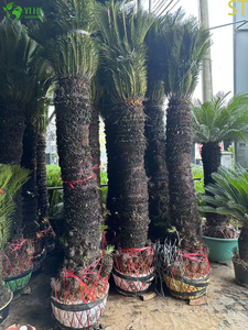 Cycas de palma de sagú de tallo único