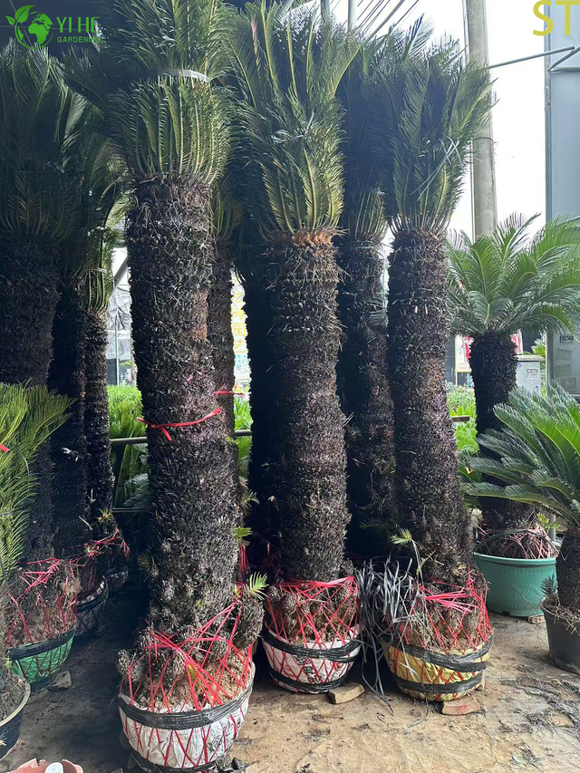 Sago Palm Cycas ដែលមានដើមតែមួយ