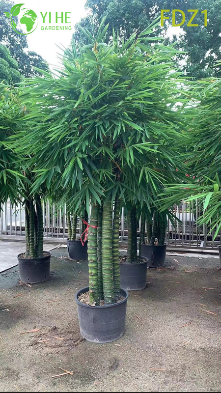Vientre de oro vivo al por mayor de Buda que agrupa el bamb&uacute; para el dise&ntilde;o del paisaje Bonsai