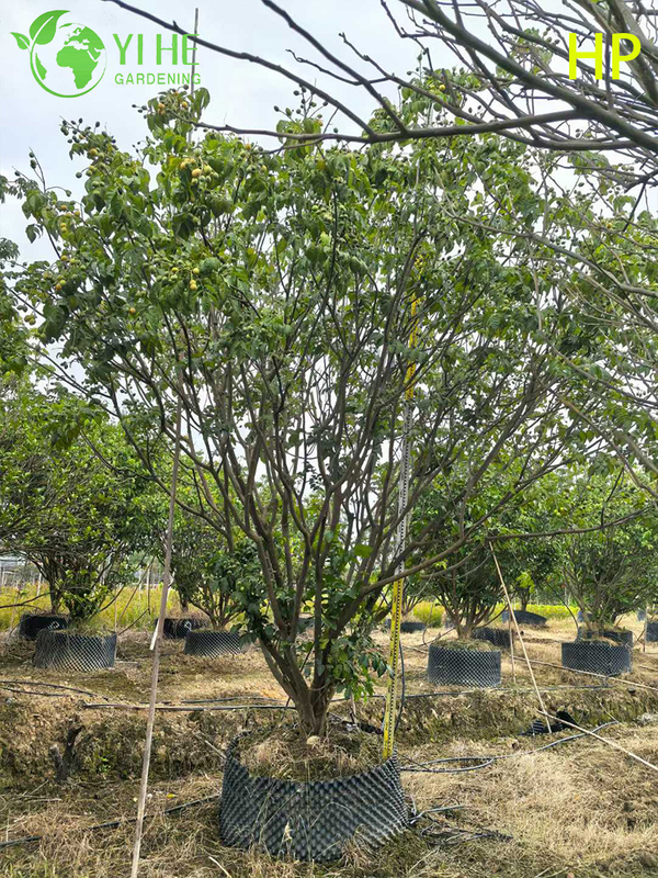 Trockenresistenter Pongamia Pinnata-Baum f&uuml;r die Landschaftsgestaltung und Biokraftstoff-Bonsai
