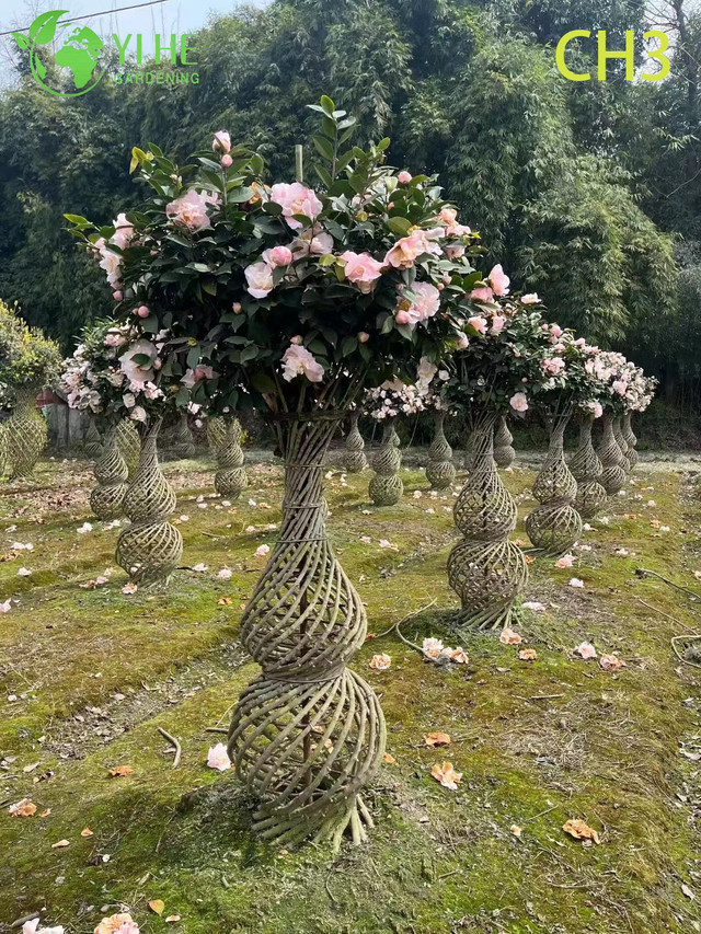 Bonsai de &aacute;rvore topi&aacute;ria de cam&eacute;lia com tronco de tecido esculpido por atacado