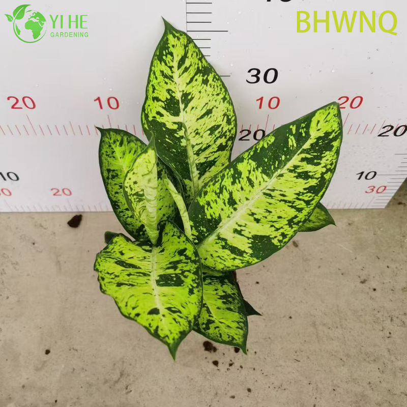 Venta al por mayor de pl&aacute;ntulas de enchufe de planta de inicio viva Dieffenbachia Tropic Marianne