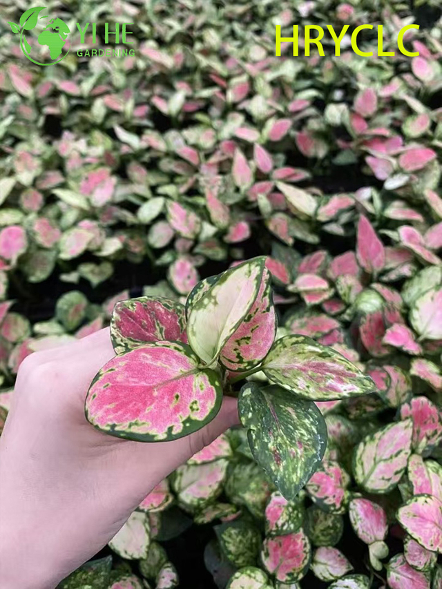 Venta al por mayor Aglaonema Red Valentine Live Chinese Evergreen Starter Plug Pl&aacute;ntulas